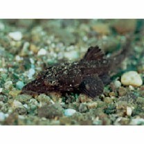 Platycephalidae, indet. gen. & sp