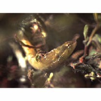 Zoarchias major Tomiyama, 1972