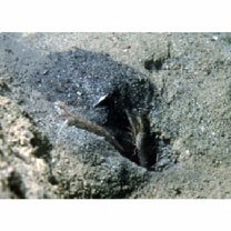 Acentrogobius virgatulus (Jordan et Snyder, 1901)