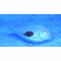 Iniistius twistii (Bleeker, 1856)