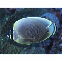 Chaetodon reticulatus Cuvier, 1831 X Chaetodon ornatissimus Cuvier, 1831