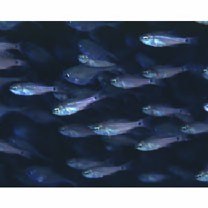 Ostorhinchus notatus (Houttuyn, 1782)