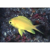 Chromis albicauda Allen et Erdmann, 2009