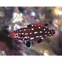 Bodianus dictynna Gomon, 2006