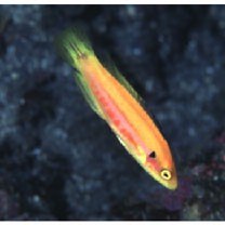 Bodianus bimaculatus Allen, 1973