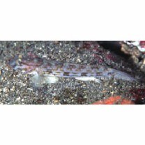 Istigobius hoshinonis (Tanaka, 1917)