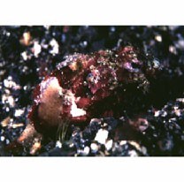 Scorpaenopsis cotticeps Fowler, 1938