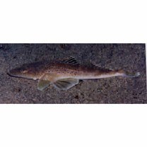 Suggrundus meerdervoortii (Bleeker, 1860)