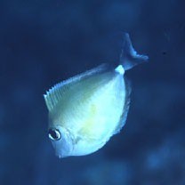 Naso unicornis (Forsskal, 1775)