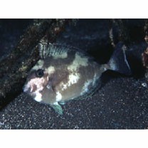 Naso unicornis (Forsskal, 1775)