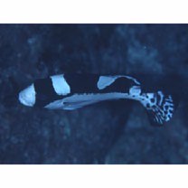 Plectorhinchus picus (Cuvier, 1828)