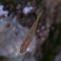 Trimma taylori Lobel, 1979