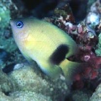 Plectroglyphidodon johnstonianus Fowler et Ball, 1924