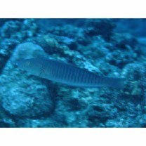 Hologymnosus doliatus (Lacepede, 1801)