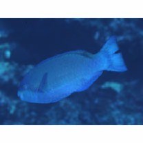 Scarus globiceps Valenciennes, 1840