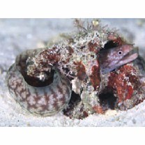 Gymnothorax chilospilus Bleeker, 1865