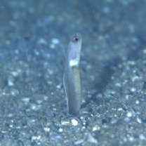 Heteroconger perissodon Bohlke et Randall, 1981