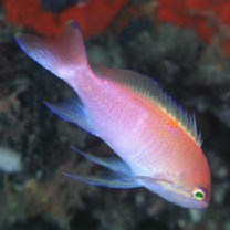 Pseudanthias sp. 1