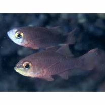 Apogon monospilus Fraser, Randall et Allen, 2002