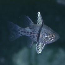 Sphaeramia orbicularis (Kuhl et Hasselt, 1828)