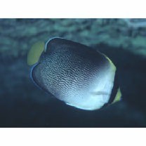 Chaetodontoplus mesoleucus (Bloch, 1787)