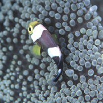 Amphiprion sp. 1