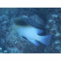 Dischistodus melanotus (Bleeker, 1858)