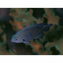 Pomacentrus brachialis Cuvier, 1830