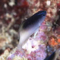 Chrysiptera rollandi (Whitley, 1961)