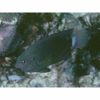 Pomacentrus bankanensis Bleeker, 1853