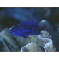 Chrysiptera springeri (Allen, 1976)