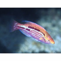 Cirrhilabrus lubbocki Randall et Carpenter, 1980