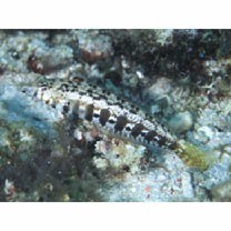 Parapercis sp. 10 (P. sp. 2 of Kuiter, 1992)