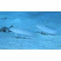 Valenciennea sexguttata (Valenciennes, 1837)