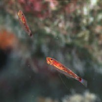 Trimma nasa Winterbottom, 2005