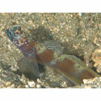 Amblyeleotris latifasciata Polunin et Lubbock, 1979