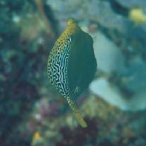 Ostracion solorensis Bleeker, 1856