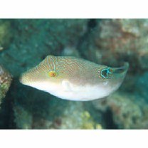 Canthigaster compressa (Proce, 1822)