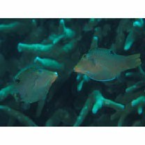 Canthigaster solandri (Richardson, 1845)