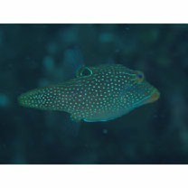 Canthigaster solandri (Richardson, 1845)