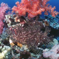 Rhinopias aphanes Eschmeyer, 1973