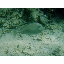 Naso unicornis (Forsskal, 1775)