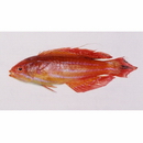 Paracheilinus attenuatus Randall, 1999