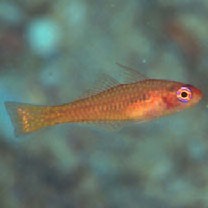 Trimma taylori Lobel, 1979