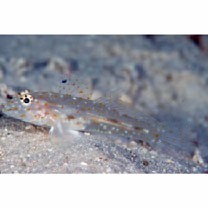 Fusigobius pallidus (Randall, 2001)