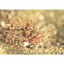 Pteroidichthys amboinensis Bleeker, 1856