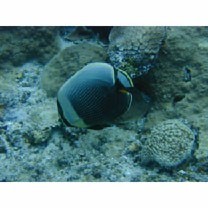 Chaetodon reticulatus Cuvier, 1831