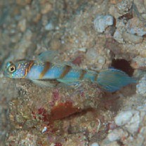 Vanderhorstia kizakura Iwata, Shibukawa et Ohnishi, 2007