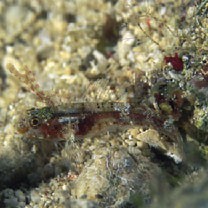 Enneapterygius velatus Tashiro, Senou et Motomura, 2018