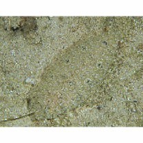 Asterorhombus filifer Hensley et Randall, 2003